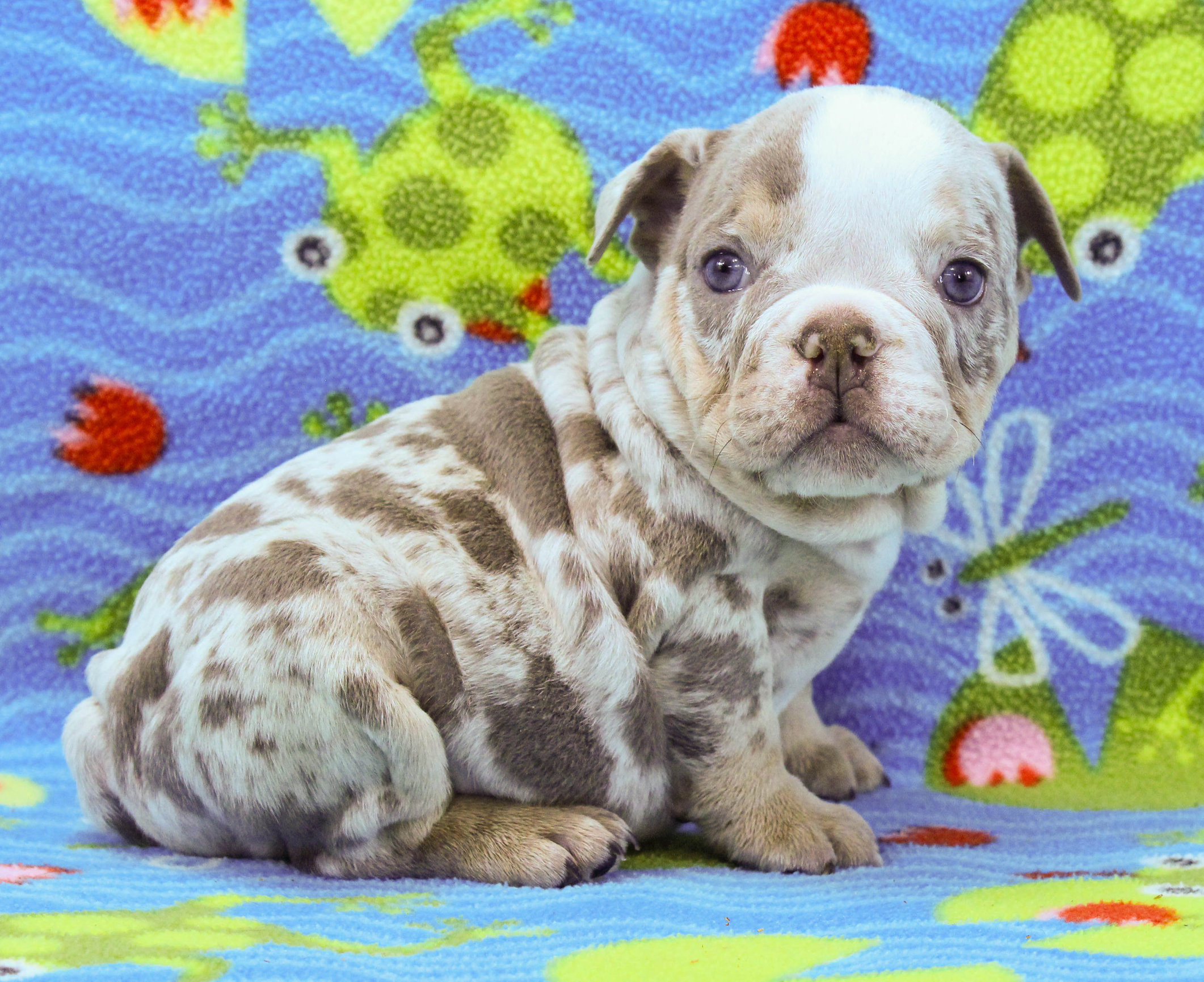 Home of the Smaller AKC English Bulldog Puppies - Newbies