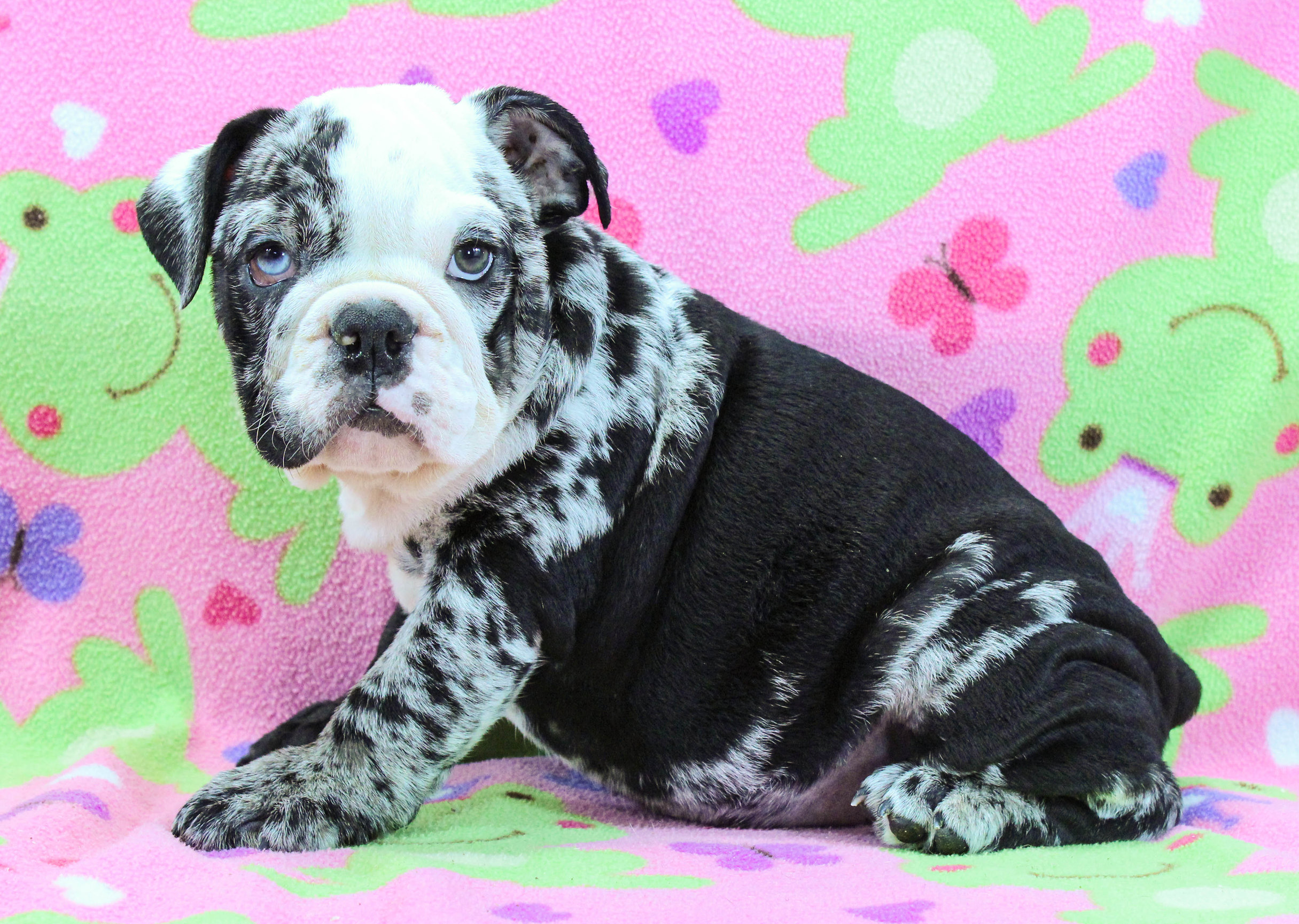 Home of the Smaller AKC English Bulldog Puppies - Newbies