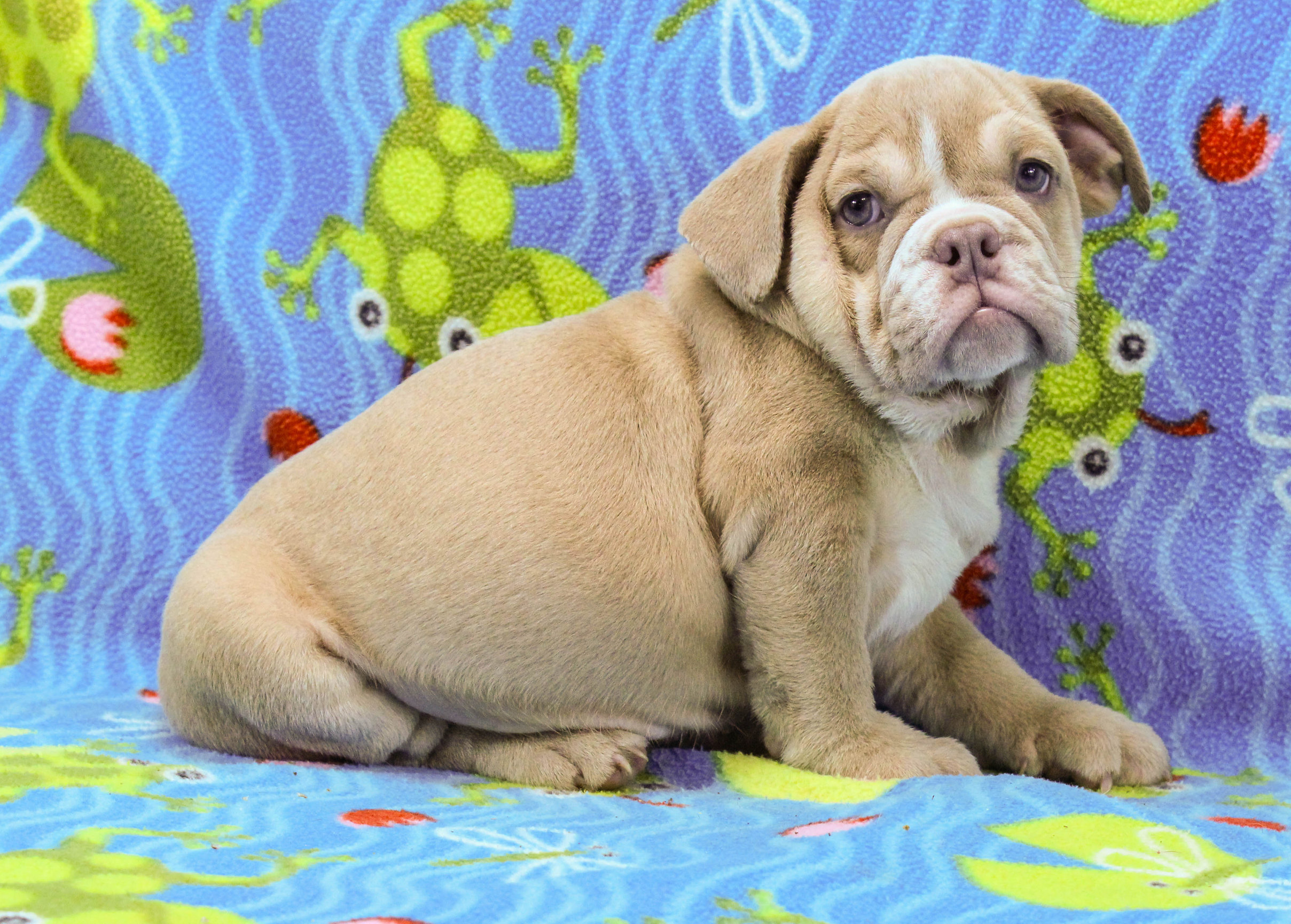 Home of the Smaller AKC English Bulldog Puppies - Newbies