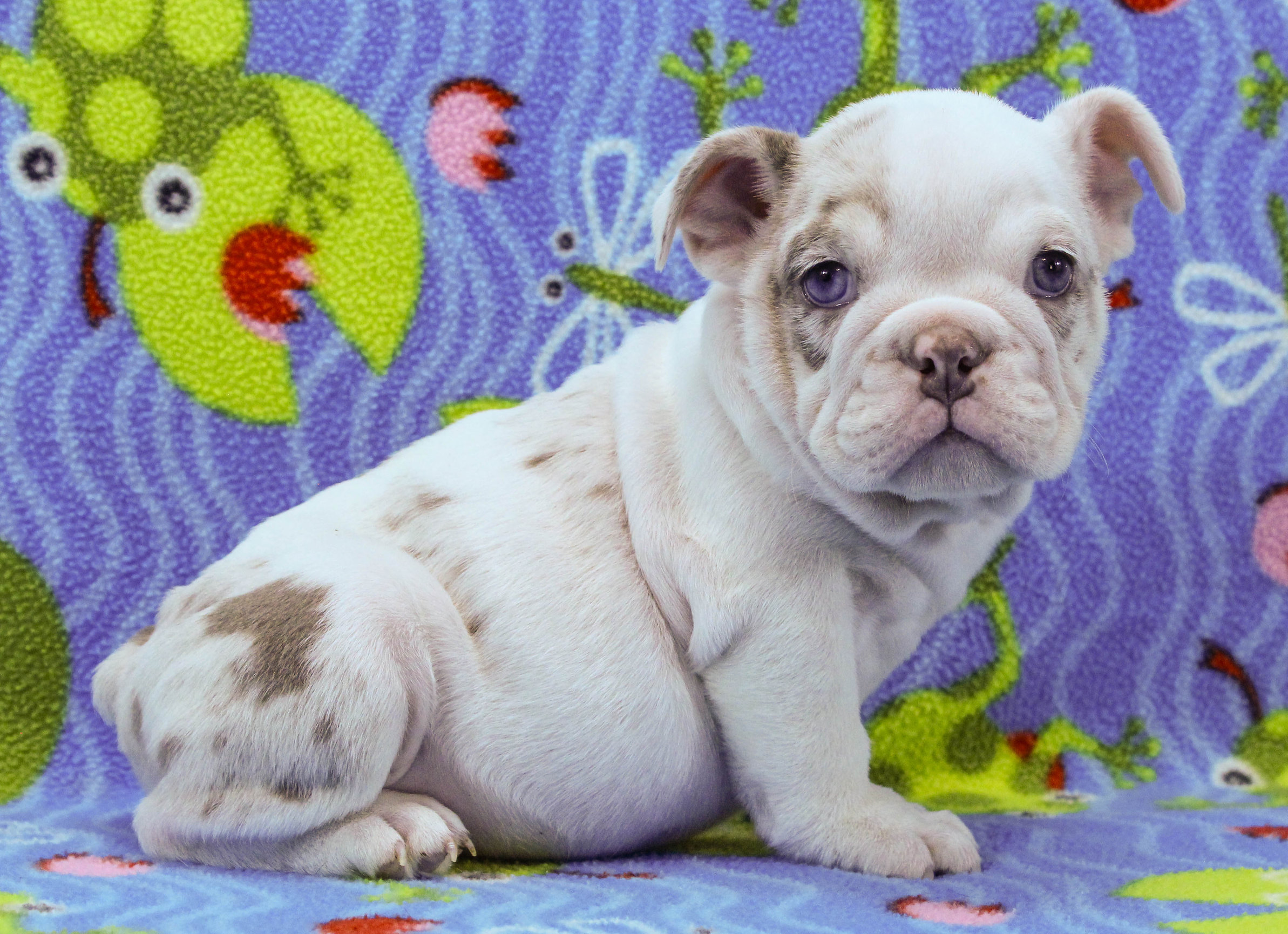 Home of the Smaller AKC English Bulldog Puppies - Newbies