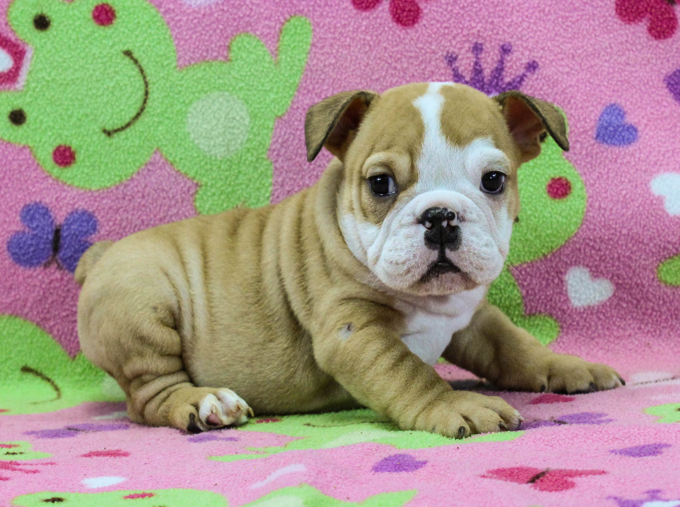 Home of the Smaller AKC English Bulldog Puppies - Newbies