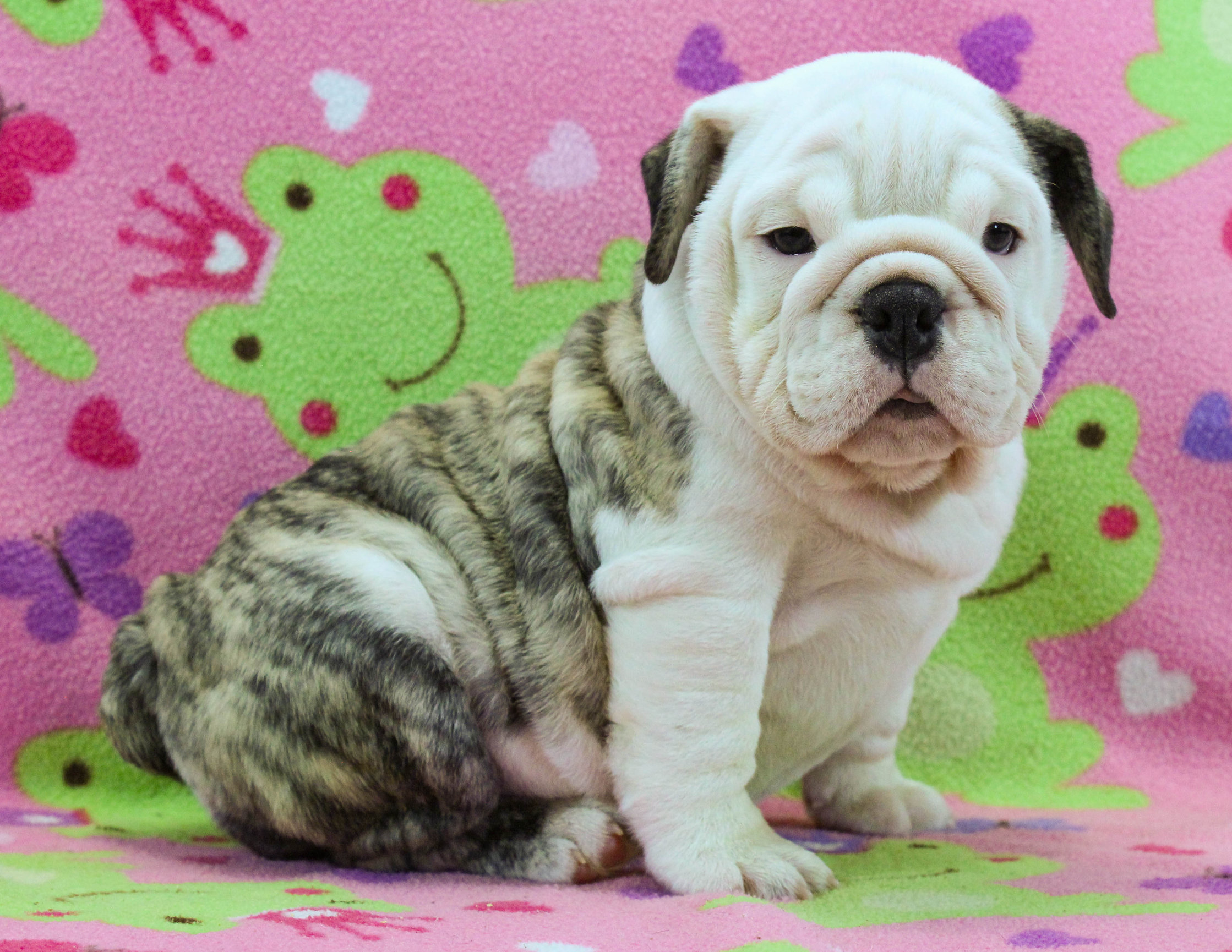 Home of the Smaller AKC English Bulldog Puppies - Newbies
