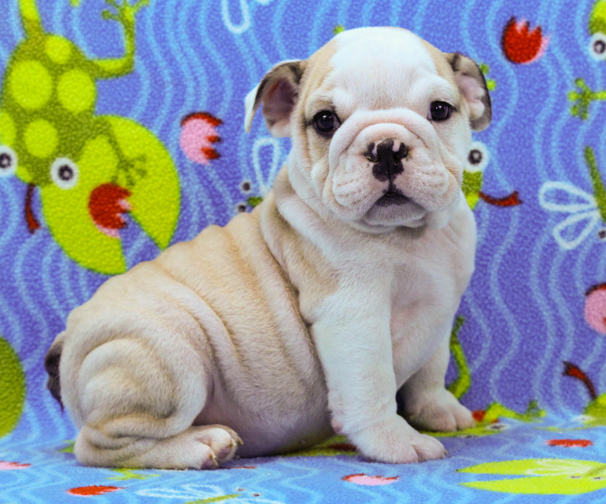 Home of the Smaller AKC English Bulldog Puppies - Newbies
