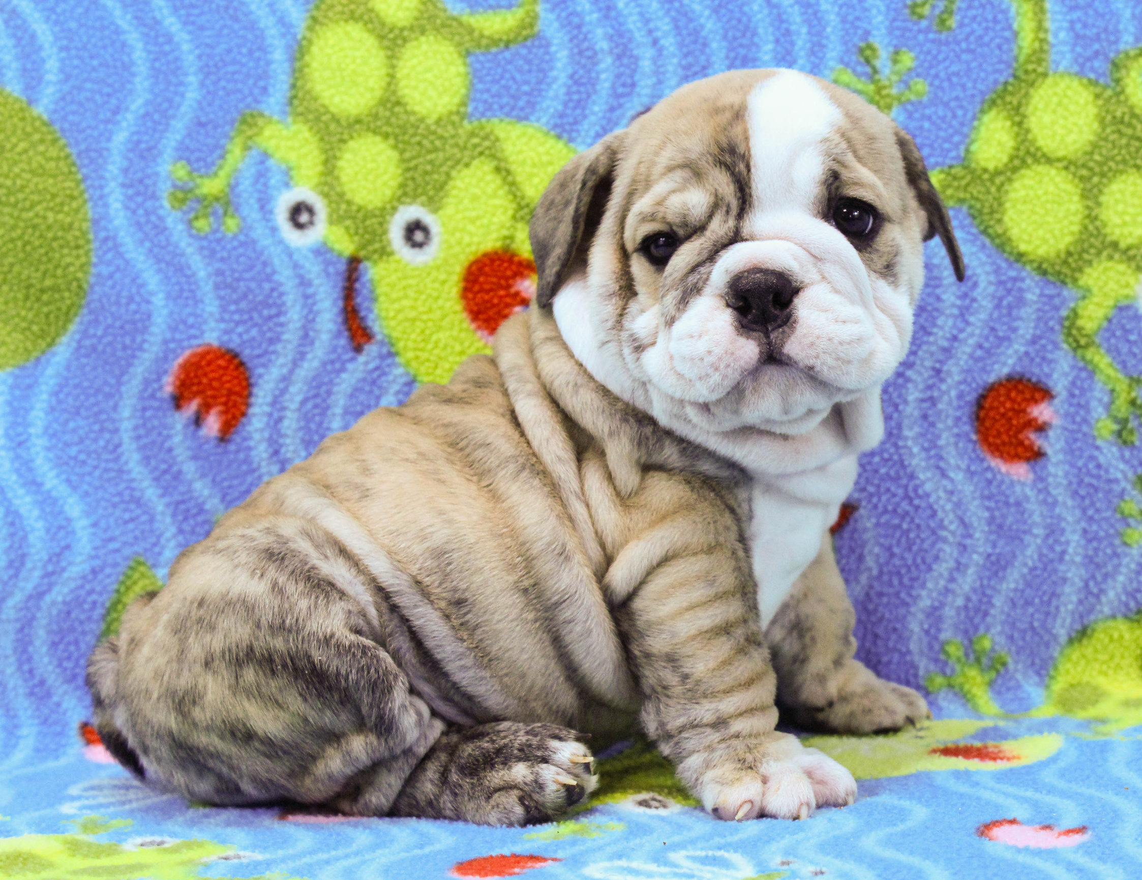 Home of the Smaller AKC English Bulldog Puppies - Newbies