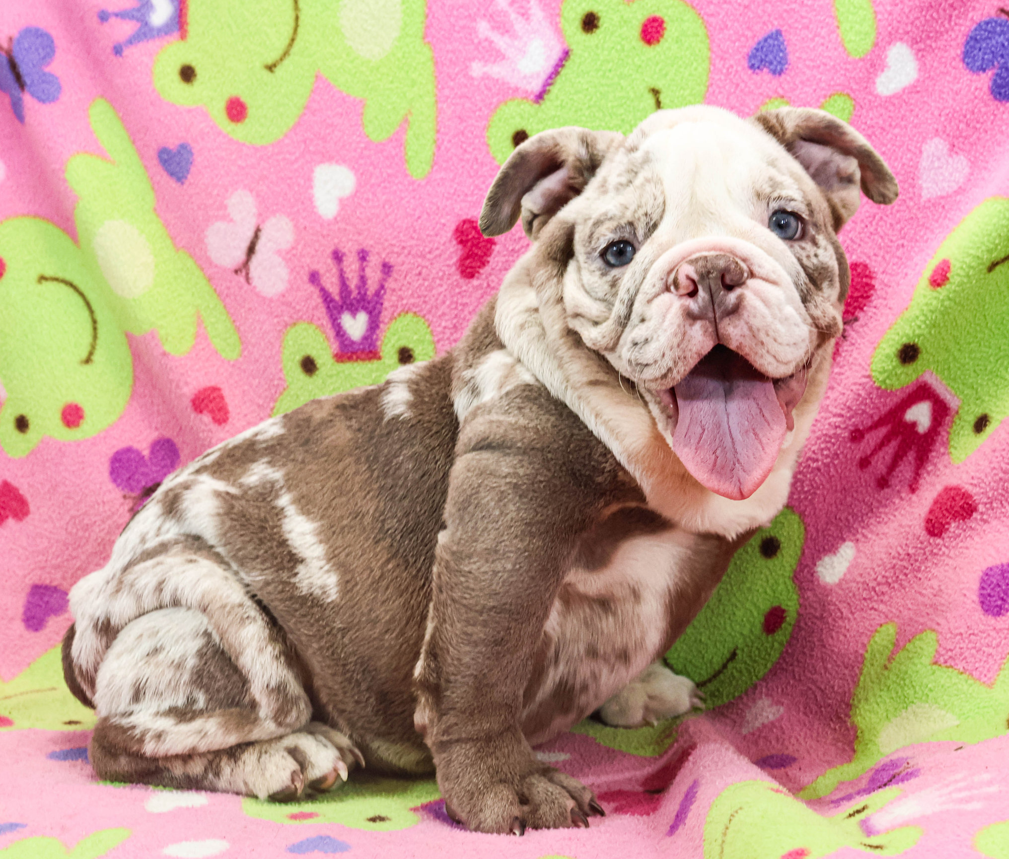 Home of the Smaller AKC English Bulldog Puppies - Newbies