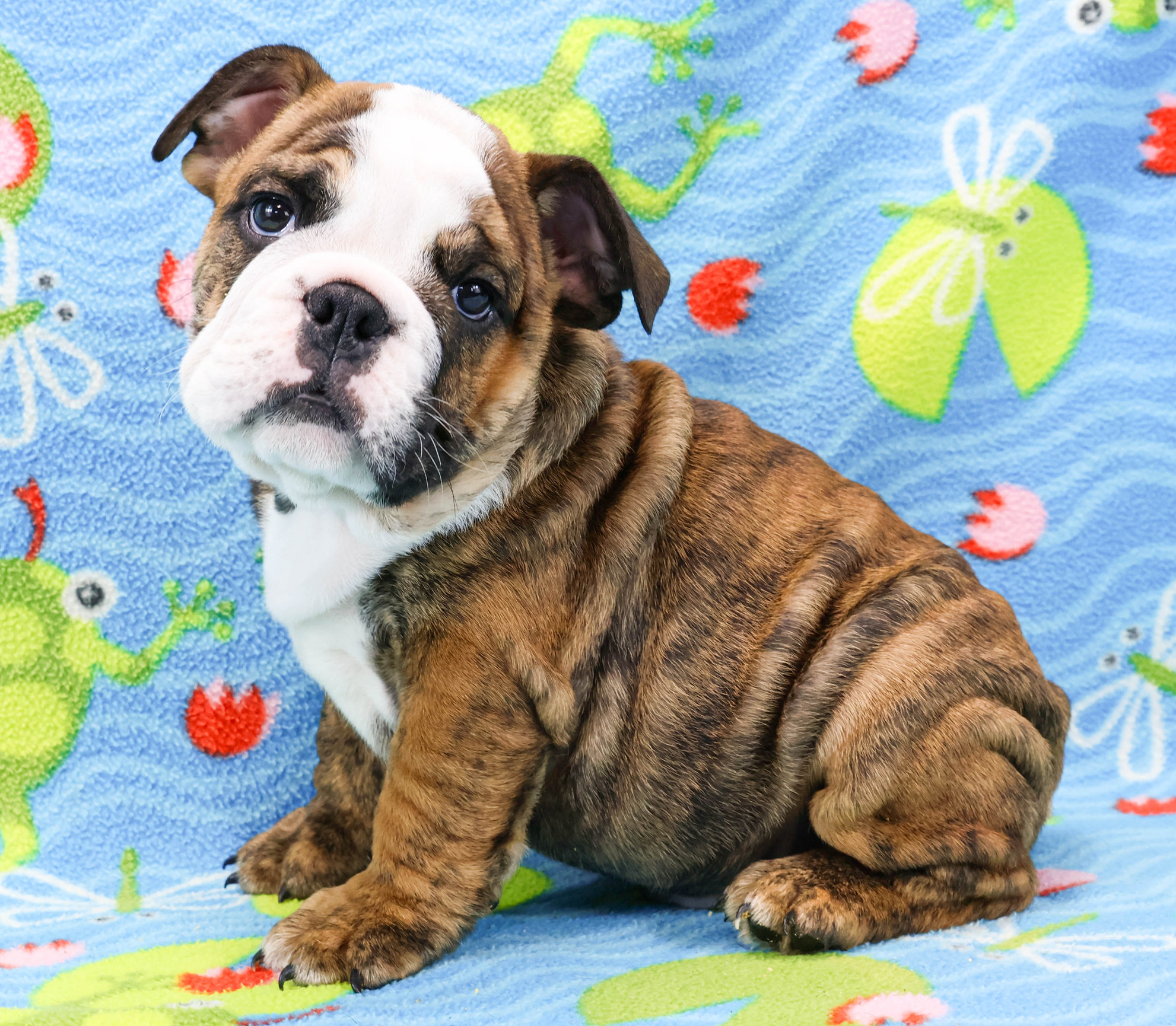 Home of the Smaller AKC English Bulldog Puppies - Newbies