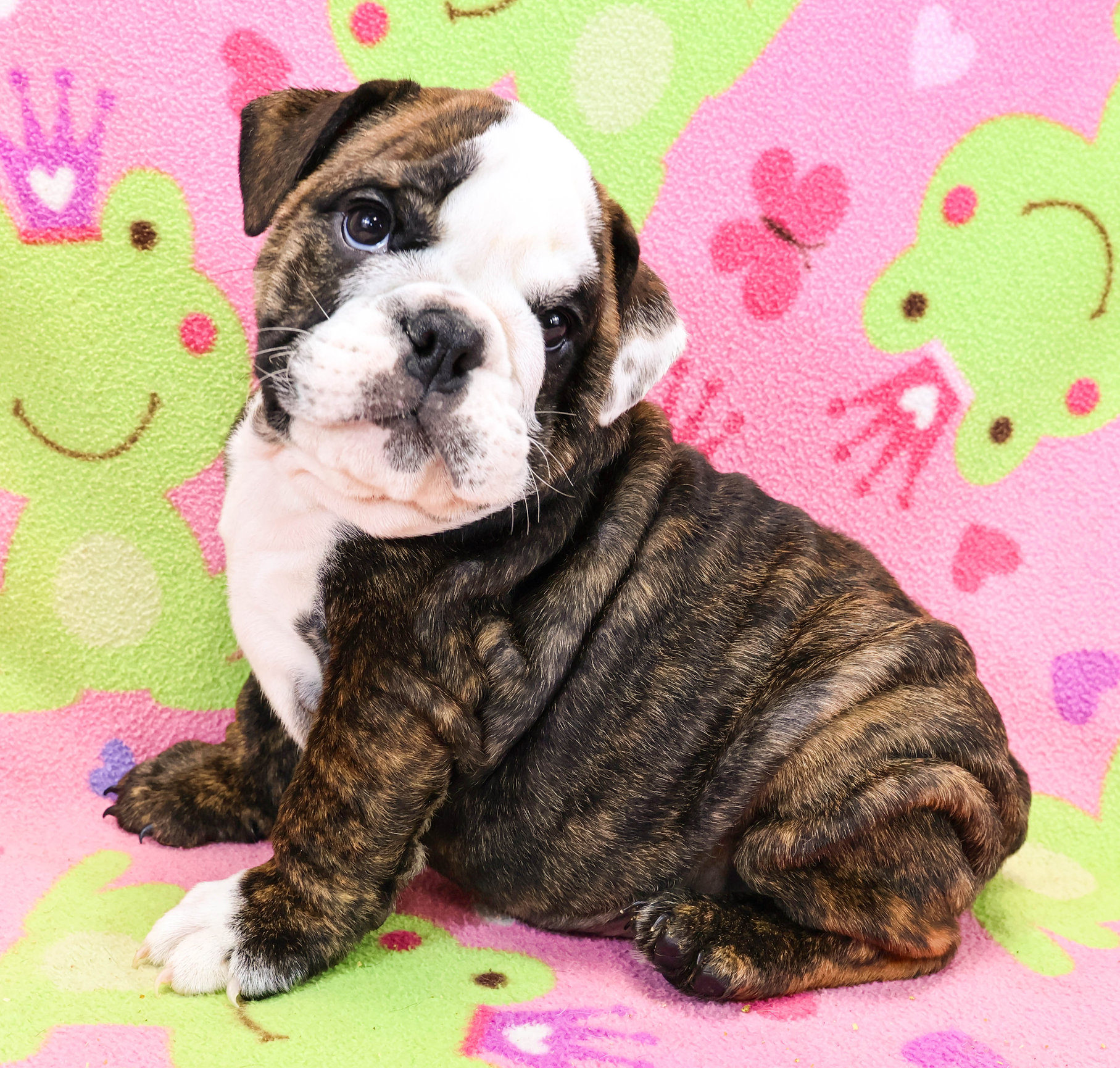 Home of the Smaller AKC English Bulldog Puppies - Newbies