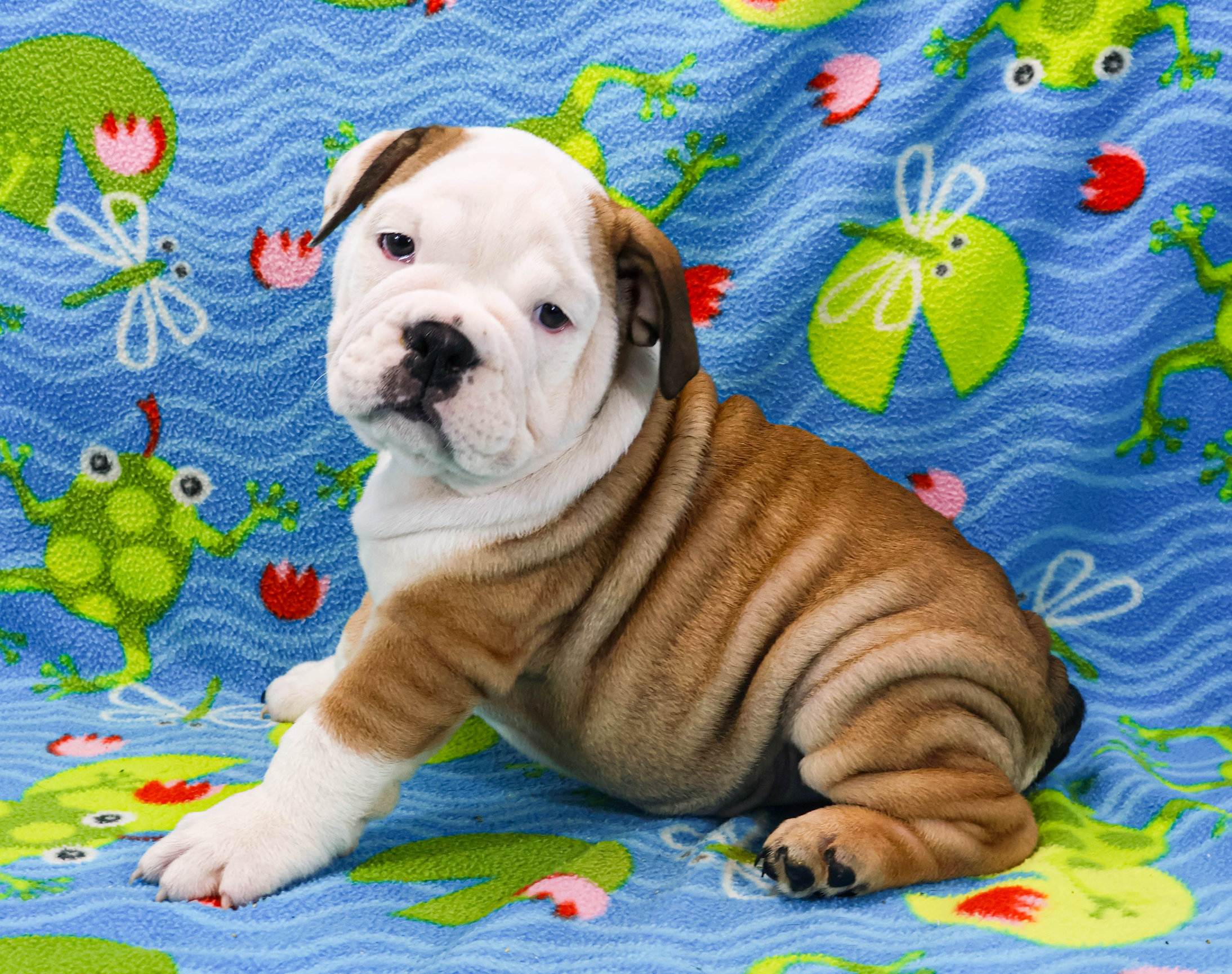 Home of the Smaller AKC English Bulldog Puppies - Newbies
