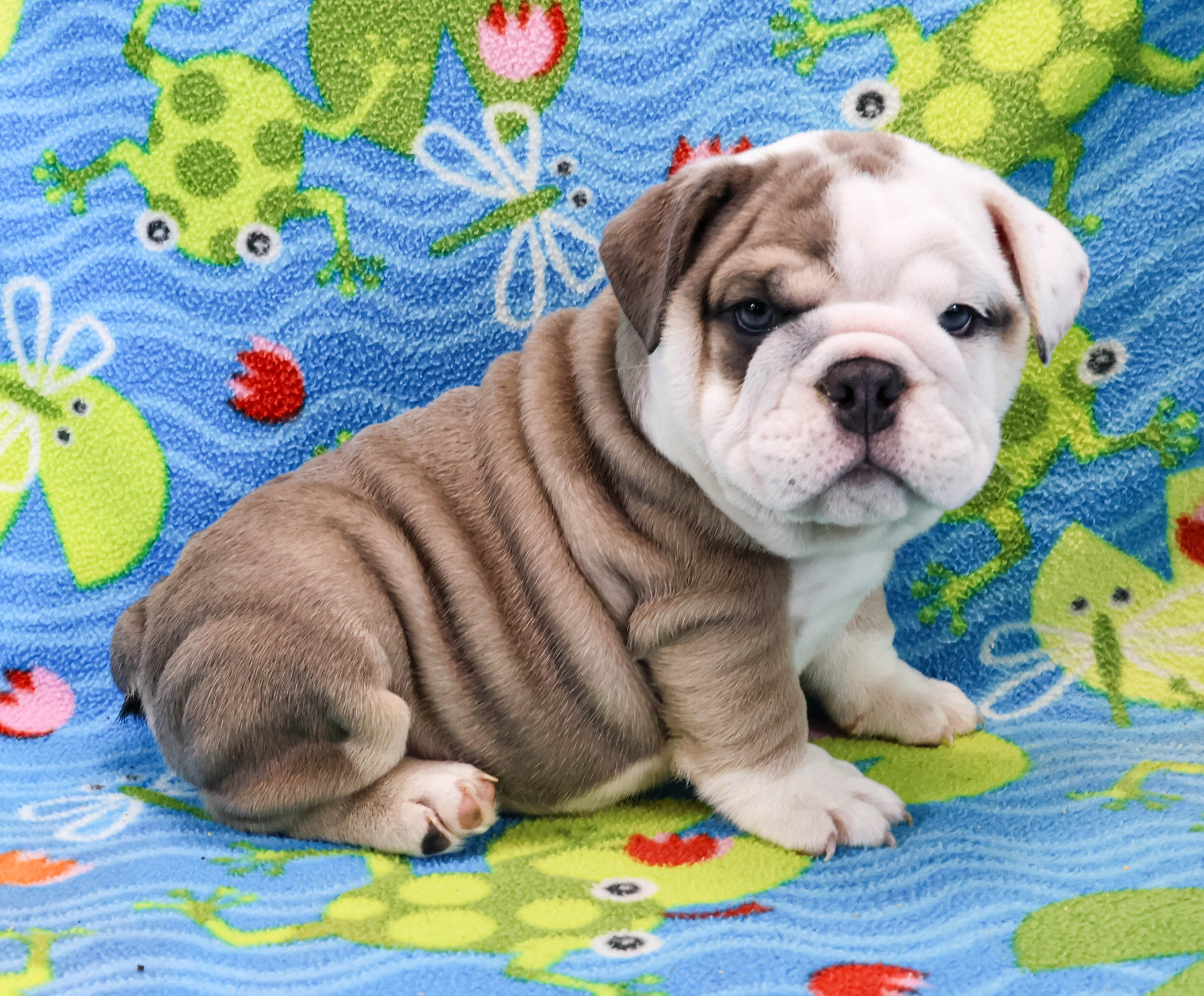 Home of the Smaller AKC English Bulldog Puppies - Newbies