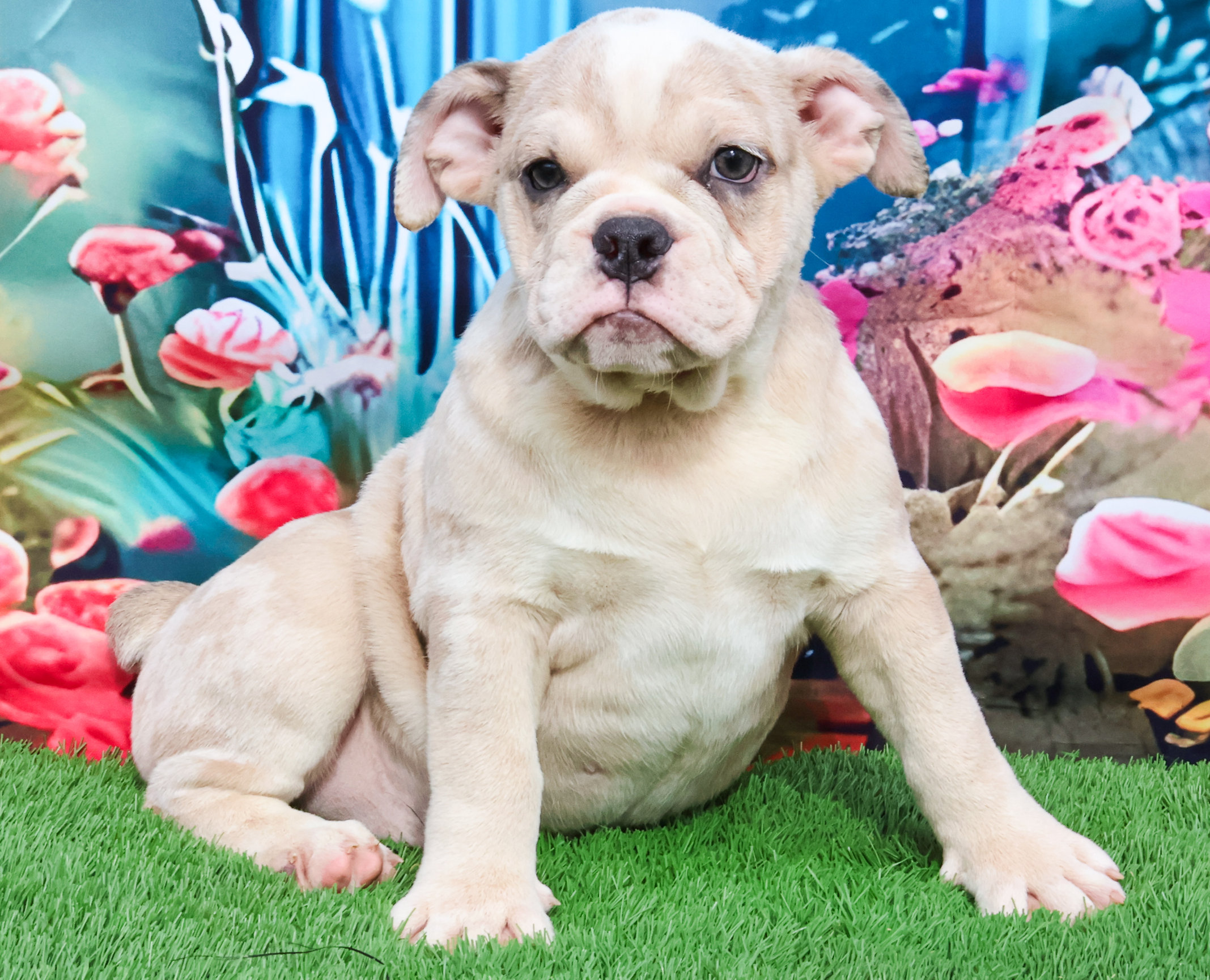 Home of the Smaller AKC English Bulldog Puppies - Newbies