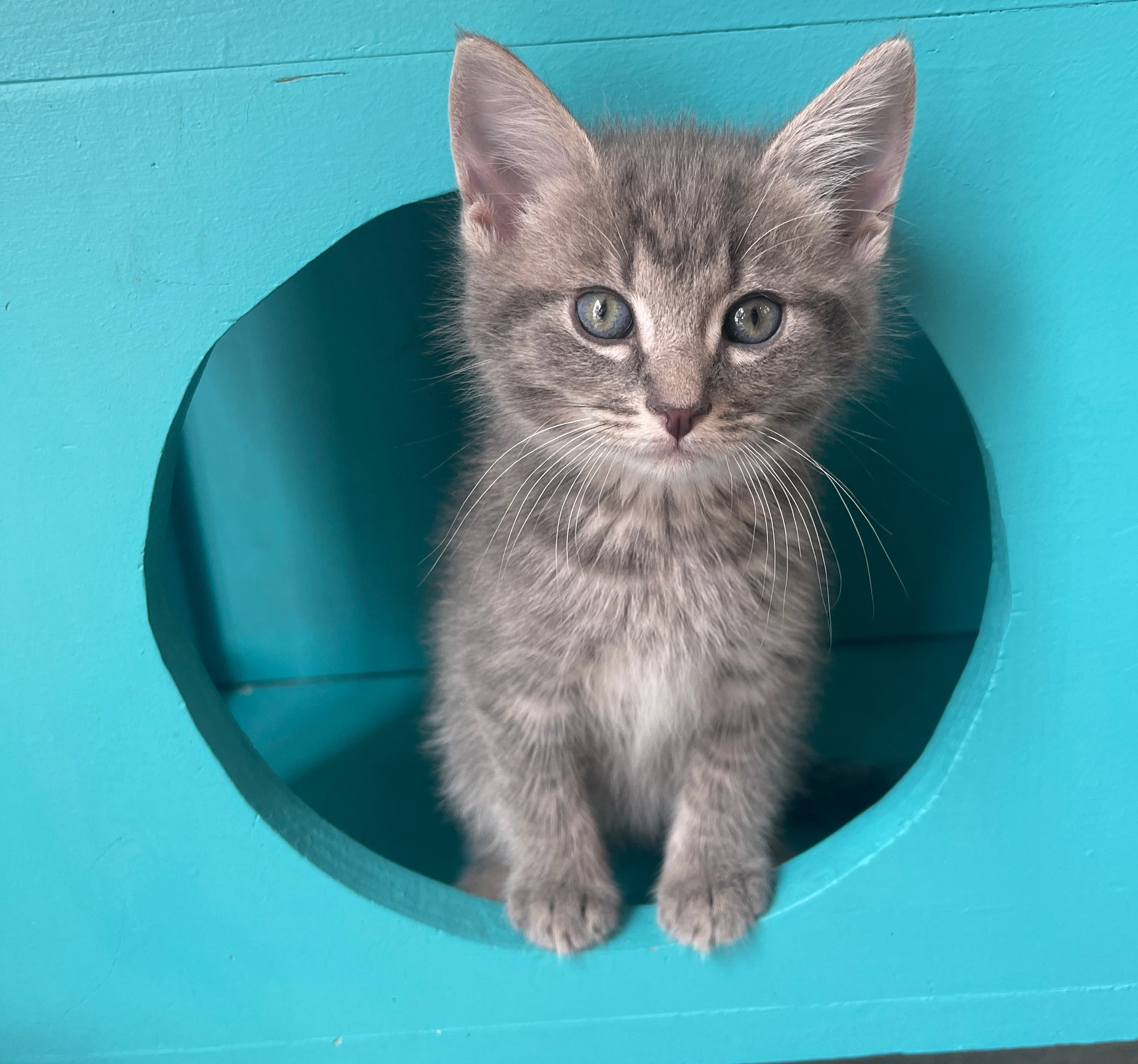 Adopt Cat's Cradle Harrisonburg, VA