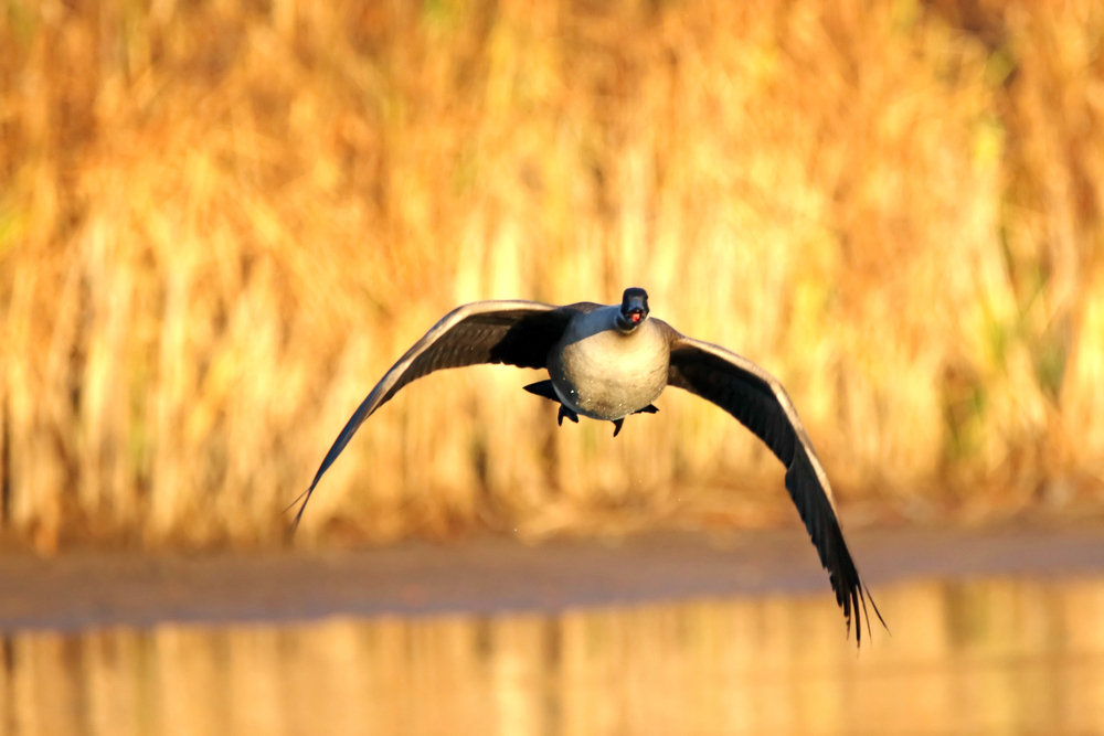 What To Do If You Encounter An Aggressive Goose?