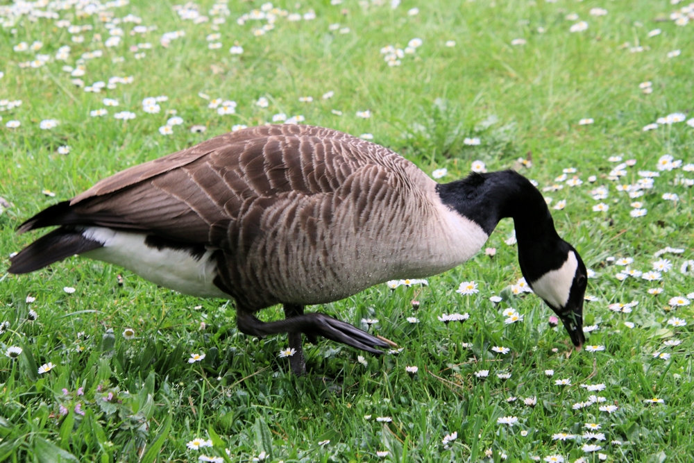 Geese Proofing Your Business Premises Goose Masters