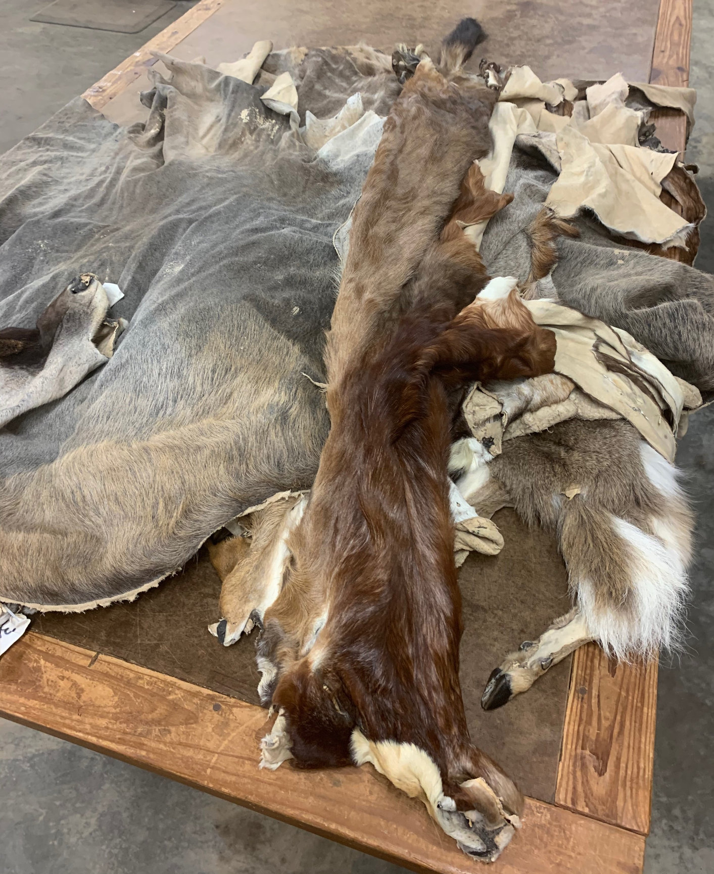SKINS FOR SALE Carolina Fur Dressing Raleigh NC Tannery